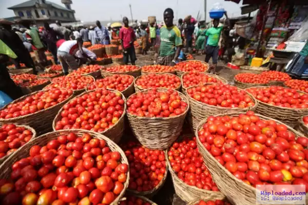 Tomato scarcity: Gombe to resuscitate processing factory